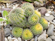 423962419 Rebutia 1